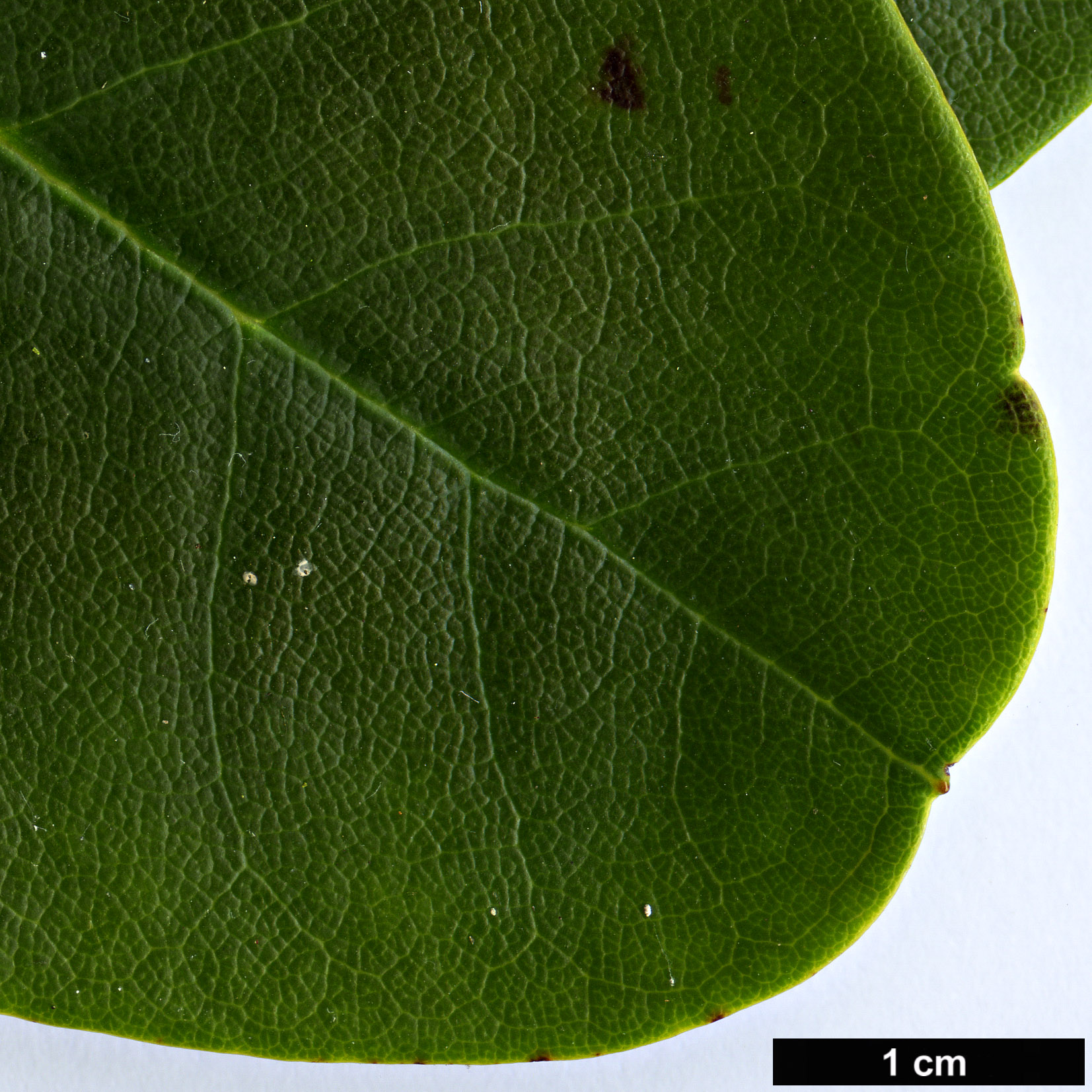 High resolution image: Family: Ericaceae - Genus: Rhododendron - Taxon: wardii
